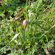 Habitusfoto Tulipa sylvestris subsp. australis