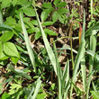 Blätterfoto Tulipa sylvestris subsp. australis