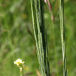Fruchtfoto Turritis glabra