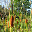 Blütenfoto Typha angustifolia