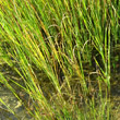 Blätterfoto Typha angustifolia