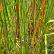 Stängel-/Stammfoto Typha angustifolia