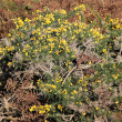 Habitusfoto Ulex europaeus