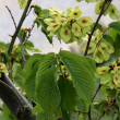 Portraitfoto Ulmus glabra