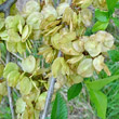 Portraitfoto Ulmus minor