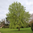 Habitusfoto Ulmus minor