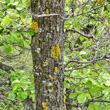 Stängel-/Stammfoto Ulmus minor