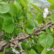 Foto von Besonderheit Ulmus minor