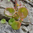 Blätterfoto Umbilicus rupestris