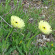 Blütenfoto Urospermum dalechampii