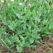 Habitusfoto Urospermum dalechampii