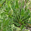Foto der Jungpflanze Urospermum dalechampii