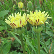 Foto Kelch Urospermum dalechampii