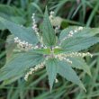 Portraitfoto Urtica dioica