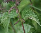 Blätterfoto Urtica dioica