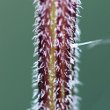 Stängel-/Stammfoto Urtica dioica