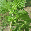 Bl&uuml;tenfoto Urtica urens