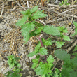 Habitusfoto Urtica urens