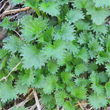 Bl&auml;tterfoto Urtica urens
