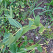 Stängel-/Stammfoto Vaccaria hispanica