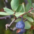 Fruchtfoto Vaccinium myrtillus