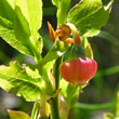 Portraitfoto Vaccinium myrtillus