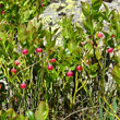 Habitusfoto Vaccinium myrtillus