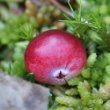 Fruchtfoto Vaccinium oxycoccos