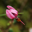 Portraitfoto Vaccinium oxycoccos