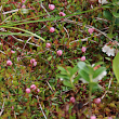 Foto von Besonderheit Vaccinium oxycoccos