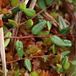 Blätterfoto Vaccinium oxycoccos