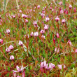 Habitusfoto Vaccinium oxycoccos