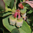 Portraitfoto Vaccinium uliginosum