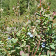 Fruchtfoto Vaccinium uliginosum