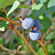 Fruchtfoto Vaccinium uliginosum