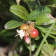 Blütenfoto Vaccinium vitis-idaea