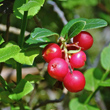 Fruchtfoto Vaccinium vitis-idaea