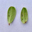 Foto von Besonderheit Vaccinium vitis-idaea