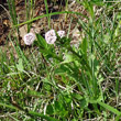 Habitusfoto Valeriana dioica