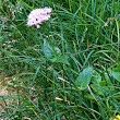 Habitusfoto Valeriana montana