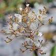 Fruchtfoto Valeriana montana