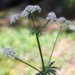 Portraitfoto Valeriana officinalis