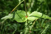 Blätterfoto Valeriana pyrenaica