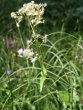 Habitusfoto Valeriana pyrenaica