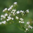 Blütenfoto Valeriana pyrenaica