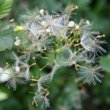 Fruchtfoto Valeriana pyrenaica