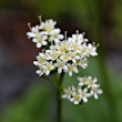 Blütenfoto Valeriana saxatilis