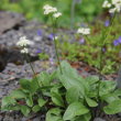 Habitusfoto Valeriana saxatilis