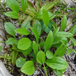 Blätterfoto Valeriana saxatilis