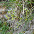 Fruchtfoto Valeriana saxatilis